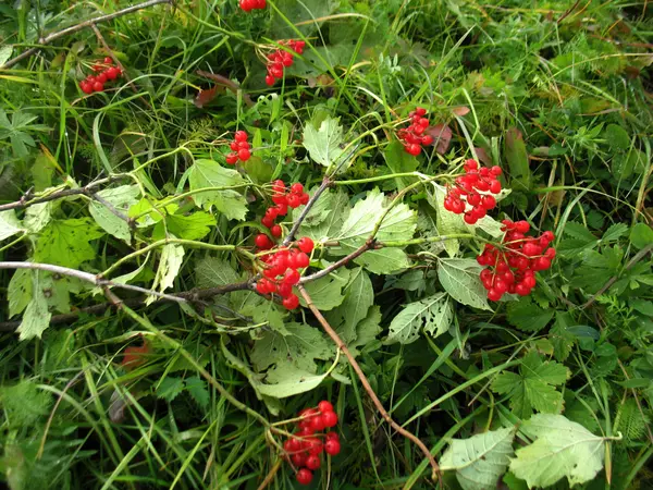 Red berries of guelder-rose — Stock Photo, Image