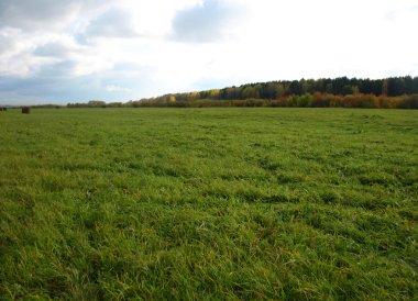 samanlık ve alan yeşil çimen