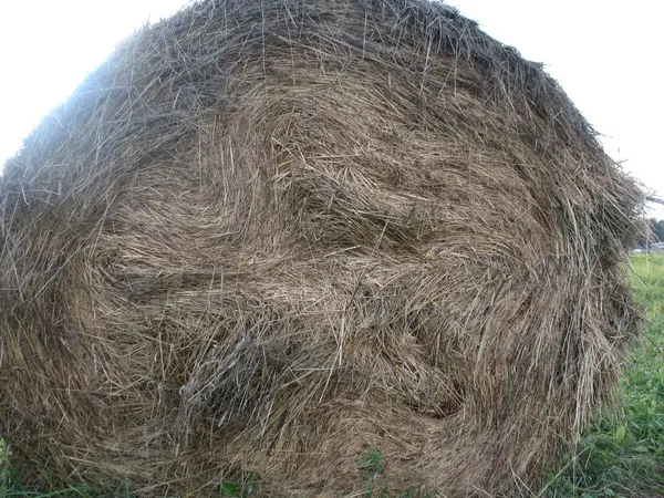 Haystack and field of green grass — Stock Photo, Image