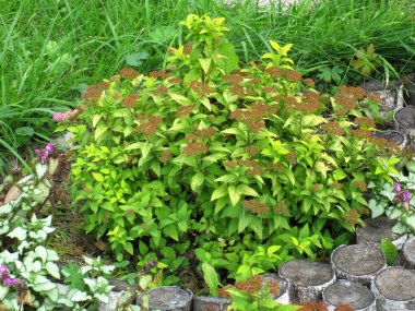 yeşil çim flowerbed