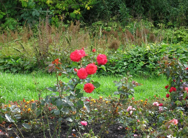 Orange blommor (mariglod) — Stockfoto