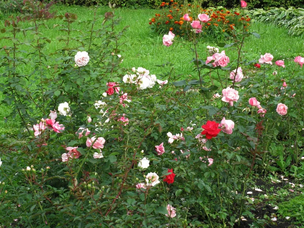 Blumenbeet in einem Park — Stockfoto