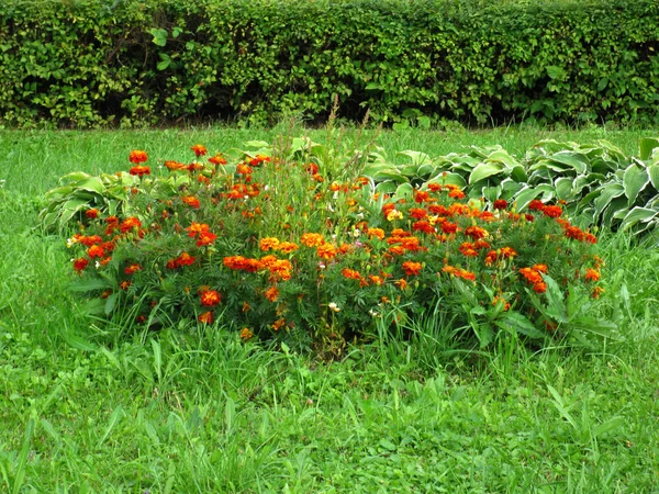 Macizo de flores en un parque — Foto de Stock