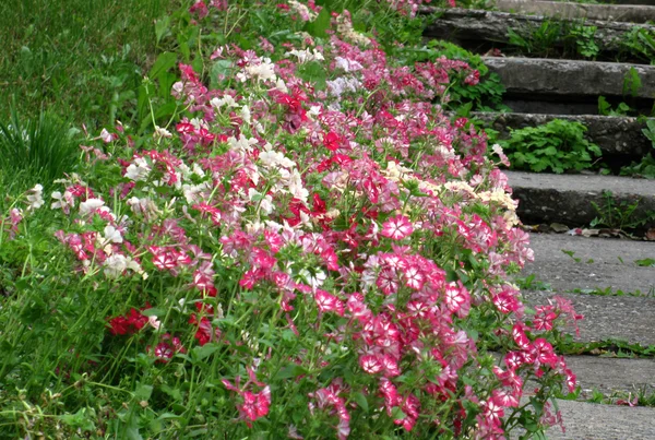 Blume und Pfad — Stockfoto