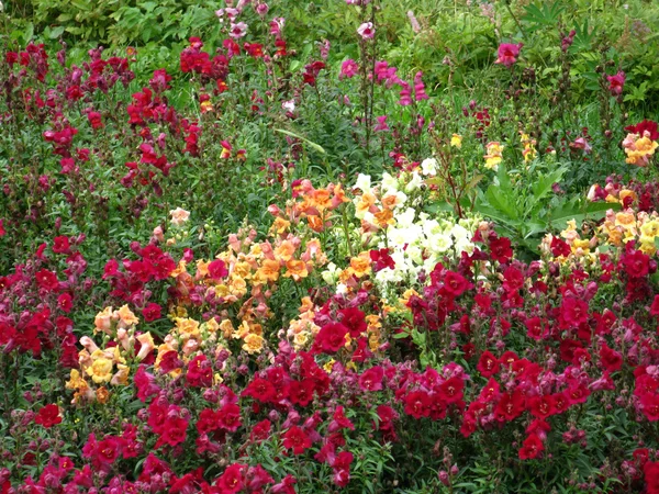 Rose in einem Garten — Stockfoto
