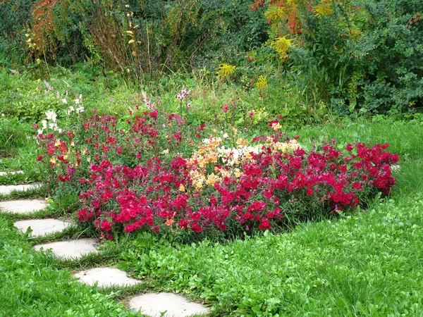 Blomma och sökväg — Stockfoto