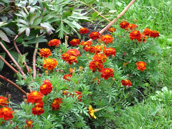 Orange blommor (mariglod) — Stockfoto