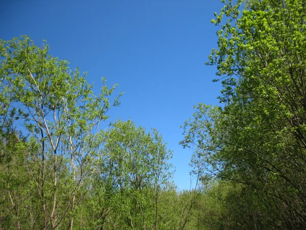 Μπλε ουρανός και δέντρα — Φωτογραφία Αρχείου