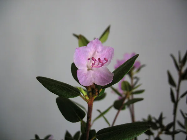 Rózsaszín virág. makró — Stock Fotó