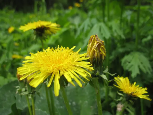 Fioritura gialla di fiore — Foto Stock