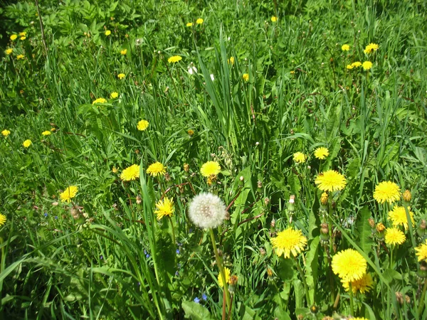 Grünes Gras und gelber Löwenzahn — Stockfoto