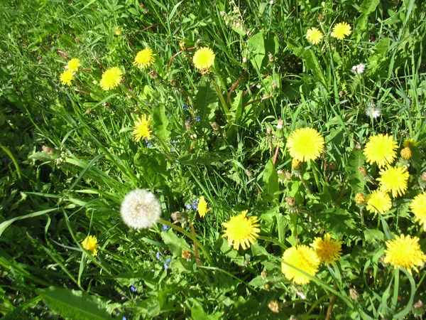 Green grass and dandelion — Stock Photo, Image