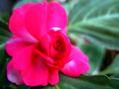 kırmızı çiçekler