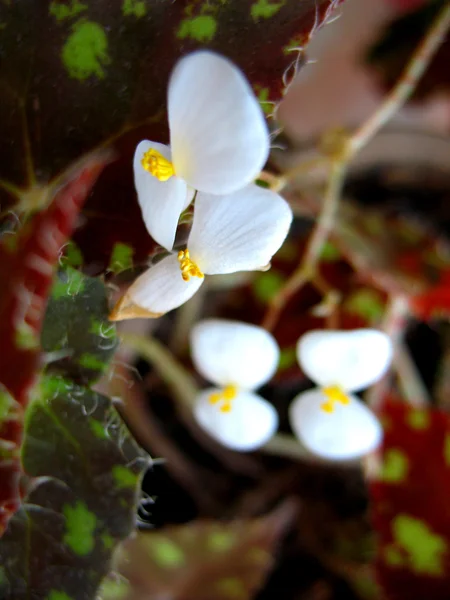 Vita blommande — Stockfoto