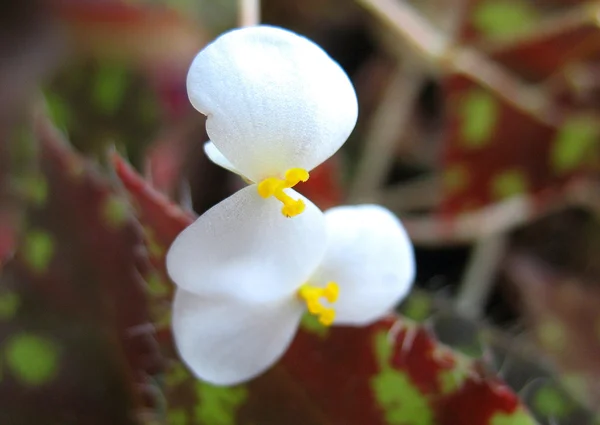 Weiße Blüte — Stockfoto