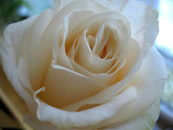 Rose — Stock Photo, Image