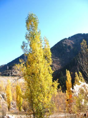 dağ, gökyüzü, ağaçlar