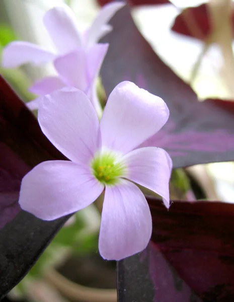 Fiori blu — Foto Stock