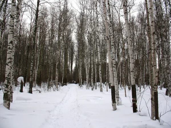 Winterwald — Stockfoto