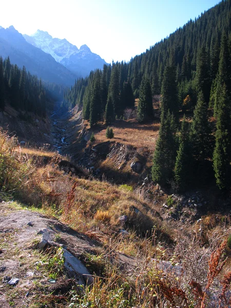 Mountain, sky, trees — Stock Photo, Image