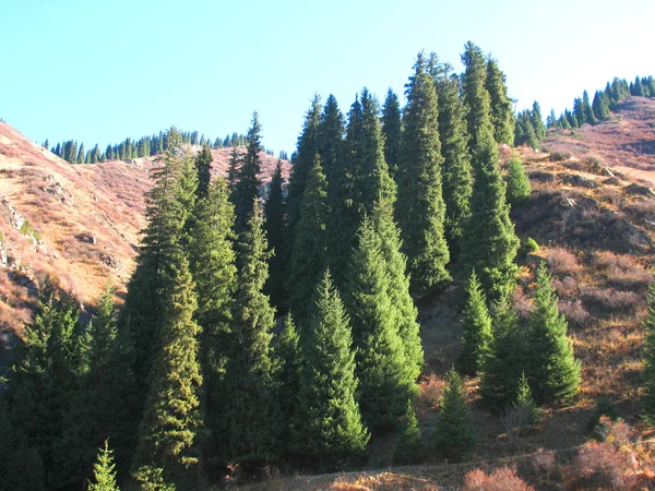 Mountain, sky, trees — Stock Photo, Image