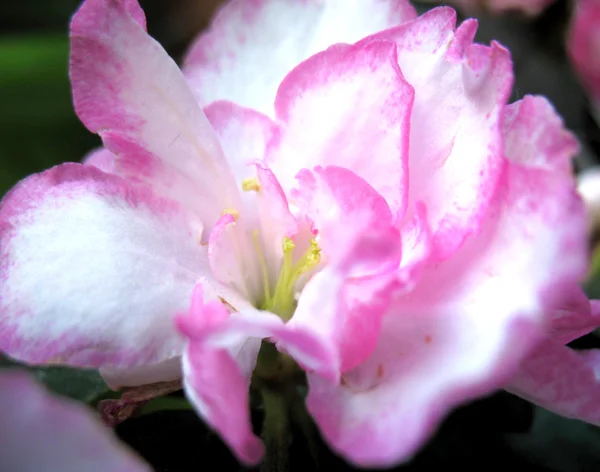 Virágzó azálea Rózsa — Stock Fotó