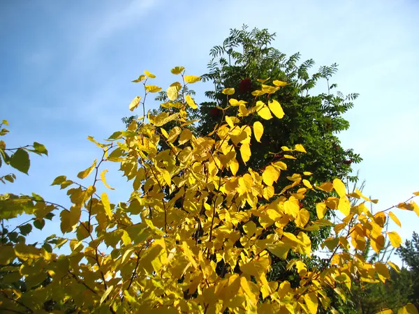 Arbres d'automne et ciel bleu — Photo