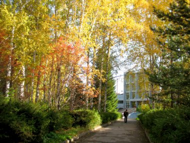 Sonbahar ağaçları ve mavi gökyüzü