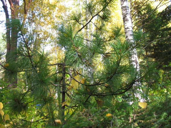 Hojas de otoño — Foto de Stock