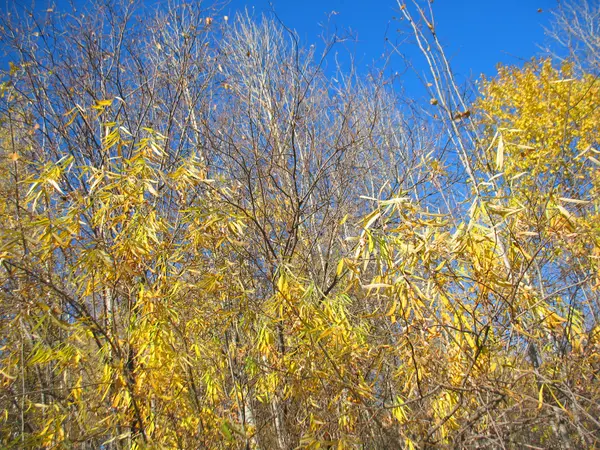 Árboles otoñales y cielo azul —  Fotos de Stock