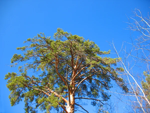 Árboles otoñales y cielo azul — Foto de Stock