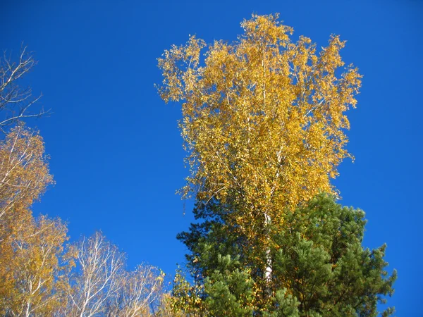 Árboles otoñales y cielo azul —  Fotos de Stock