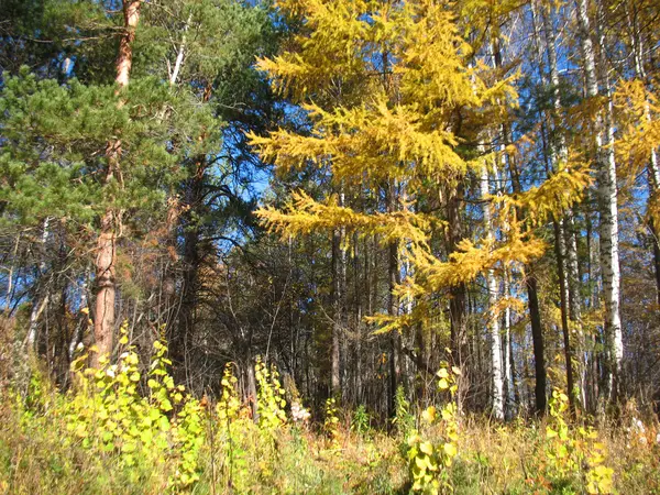 Sonbahar ağaçları ve mavi gökyüzü — Stok fotoğraf