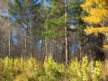 Sonbahar Yaprakları