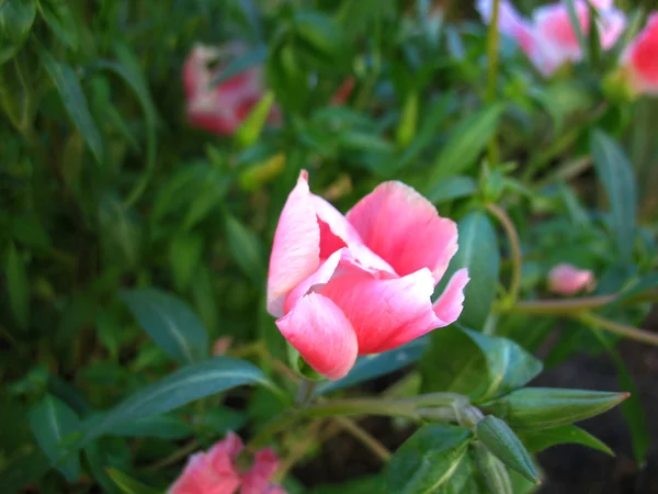 Flores rosadas — Foto de Stock