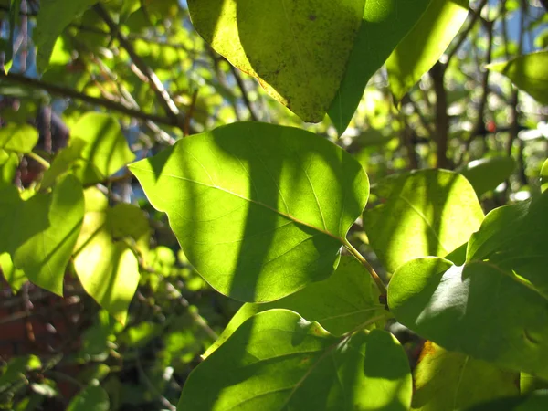 Hojas verdes, la luz del sol y las ramas de un árbol — Foto de Stock