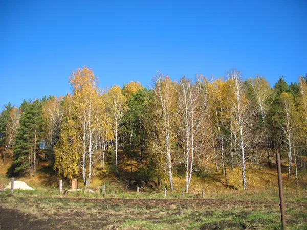 Höstlöv — Stockfoto