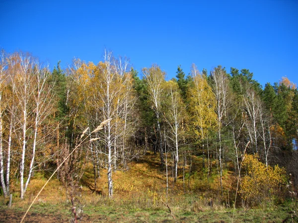 Höstlöv — Stockfoto