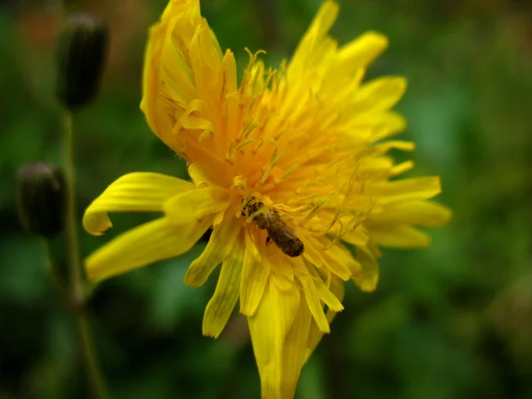 Hmyz a květina — Stock fotografie