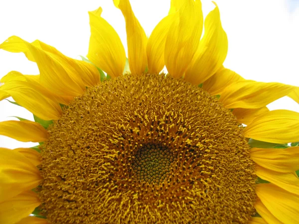 Girasole — Foto Stock