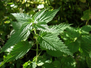 yeşil çim ve ısırgan otu