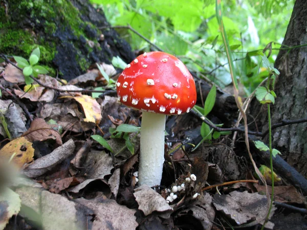 Mushroom — Stock Photo, Image