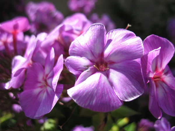 Flores rosadas — Foto de Stock