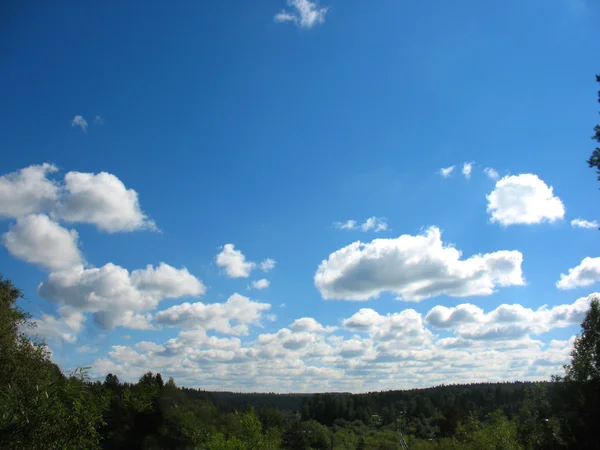 Árboles y cielo azul —  Fotos de Stock