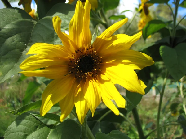 Girasol — Foto de Stock