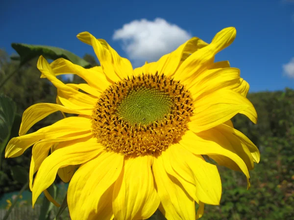 Girasol —  Fotos de Stock