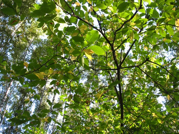 Gröna blad och grenar av ett träd — Stockfoto