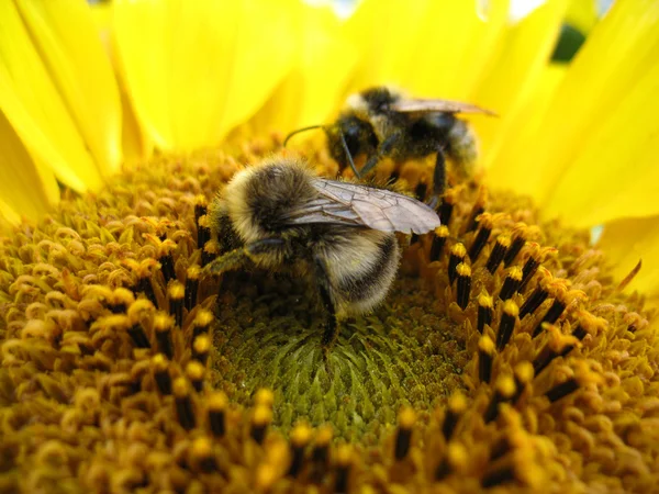 Insectos y flores — Foto de Stock