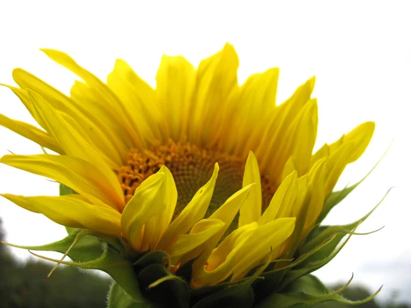 Sunflower — Stock Photo, Image