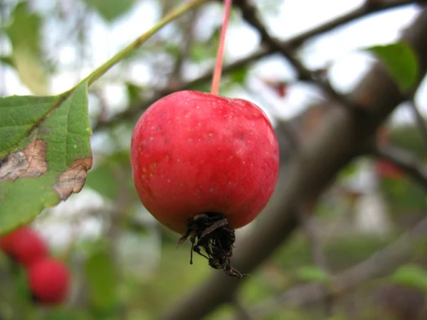 Äpple — Stockfoto